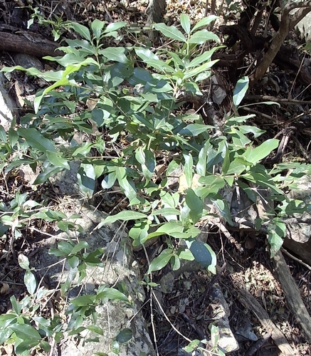 Hypobathrum observed 2026-08-09