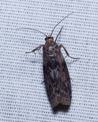 Sciota subcaesiella