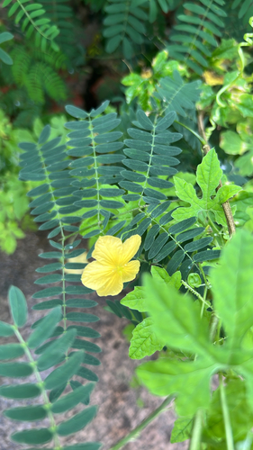 Momordica charantia charantia