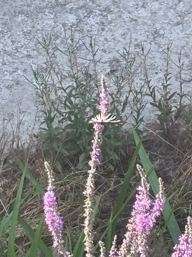 Iberian Scarce Swallowtail