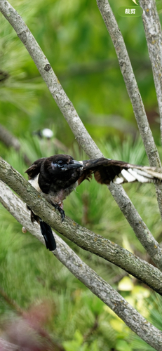 Oriental Magpie