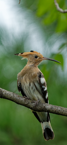 Common Hoopoe