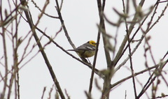 Motacilla citreola