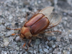 Rhizotrogus aestivus