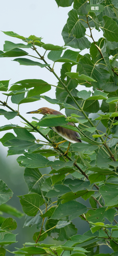Chinese Pond-Heron