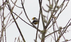 Motacilla citreola