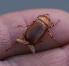 Rhizotrogus aestivus