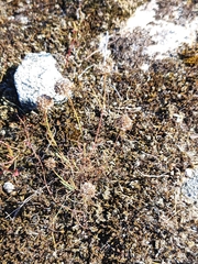Armeria humilis