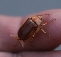 Rhizotrogus aestivus