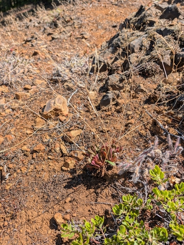 Lewisia columbiana, photograph 1