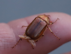 Rhizotrogus aestivus