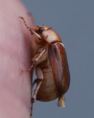 Rhizotrogus aestivus