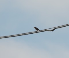 Curruca communis