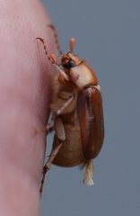 Rhizotrogus aestivus