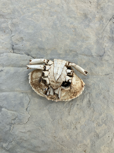 Atlantic Rock Crab