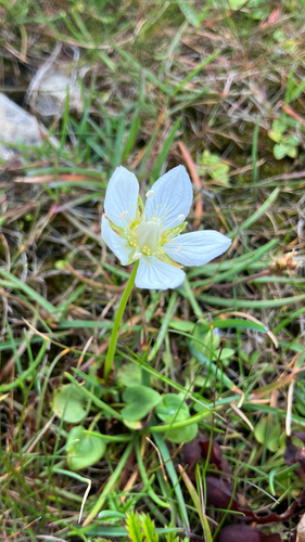 marsh grass-of-Parnassus
