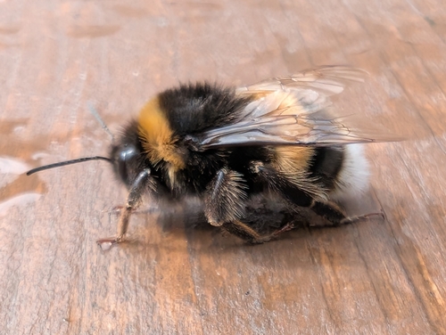 Foto von Dunkle Erdhummel