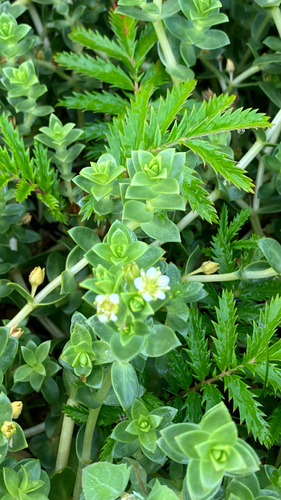 Sea Sandwort