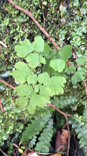 Adiantum raddianum, photograph 6