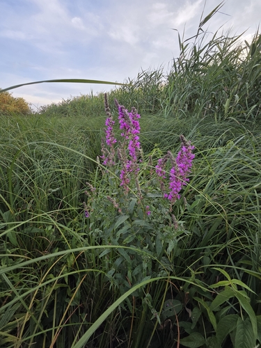purple loosestrife