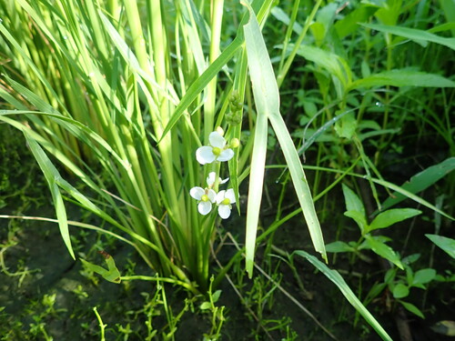 Sagittaria trifolia, photograph 2