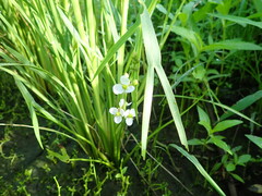 Sagittaria trifolia, photograph (c) 村山史世　（Fumiyo MURAYAMA), some rights reserved (CC BY)