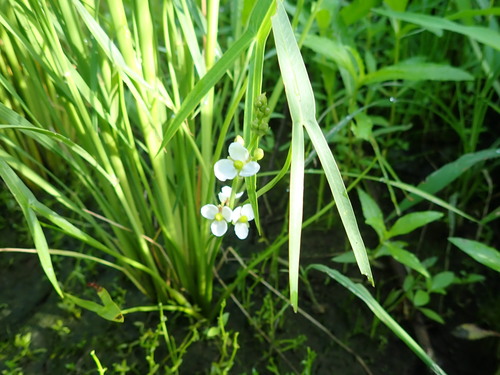 Sagittaria trifolia, photograph 3