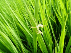 Sagittaria trifolia, photograph (c) 村山史世　（Fumiyo MURAYAMA), some rights reserved (CC BY)