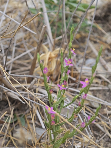 Schenkia spicata observed 2026-08-11