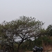 Acacia nilotica