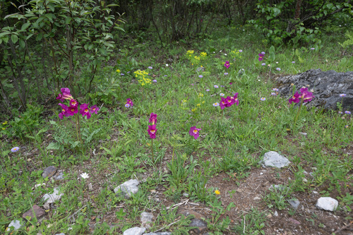Incarvillea zhongdianensis, photograph 5