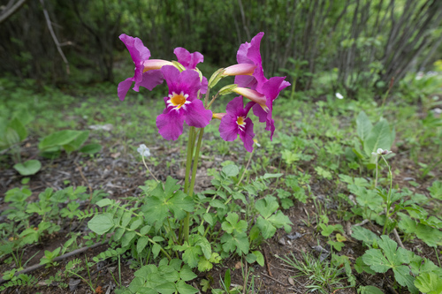 Incarvillea zhongdianensis, photograph 3