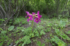 Incarvillea zhongdianensis, photograph (c) Morten Ross, some rights reserved (CC BY)