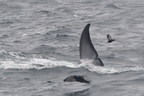 Common Minke Whale