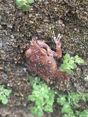 Eleutherodactylus antillensis