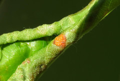 Pucciniaceae