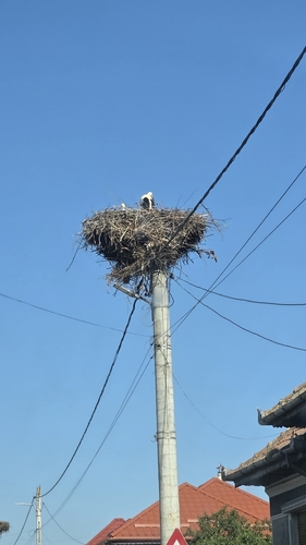 White Stork