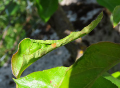 Pucciniaceae