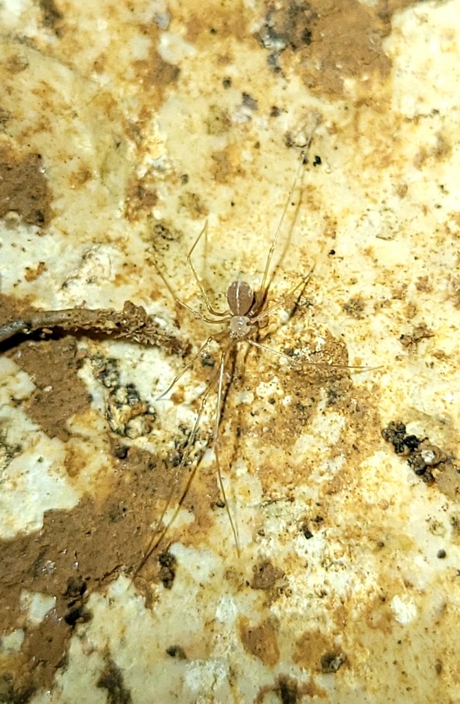 Metagonia potiguar