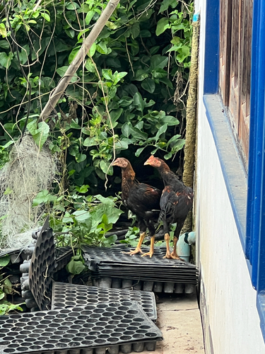 Red Junglefowl