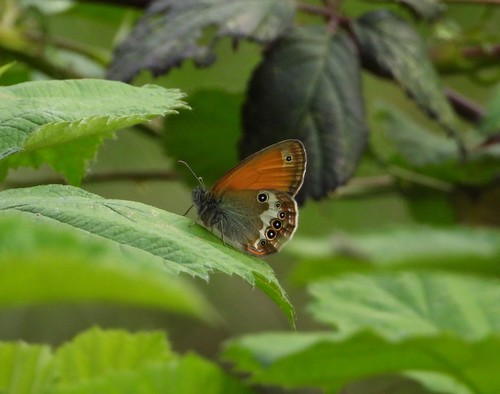 Pearly Heath