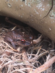 Eleutherodactylus antillensis