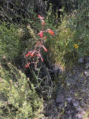 Penstemon subulatus