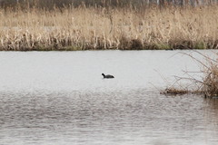Fulica atra
