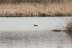 Fulica atra