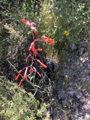 Penstemon subulatus