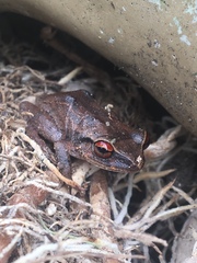 Eleutherodactylus antillensis