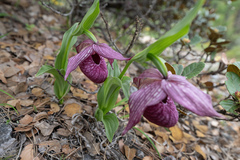 Cypripedium tibeticum