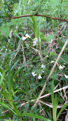 Cardamine pratensis