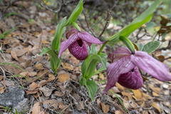Cypripedium tibeticum, photograph (c) Morten Ross, some rights reserved (CC BY)